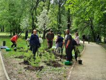 Kretingoje – 770 naujų medžių ir žydinčių krūmų