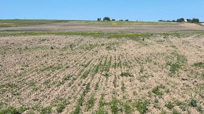 Dėl sausros Kretingos rajone skelbiama ekstremalioji situacija